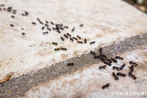 家中螞蟻變多 清邁買房